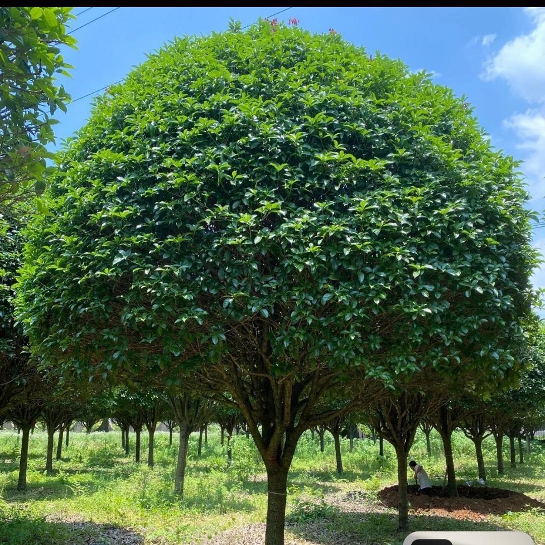 亦友苗木批发基地