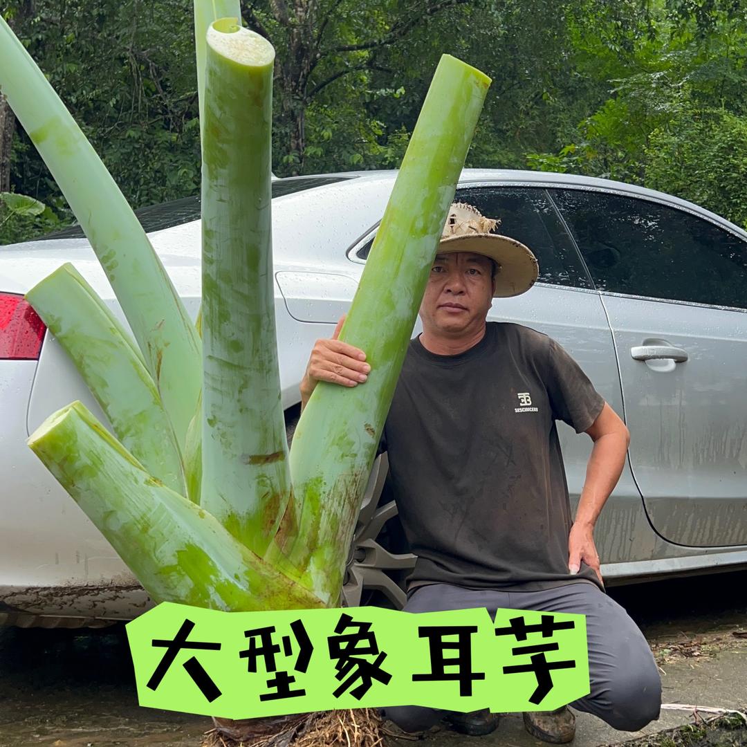 金哥绿植象耳芋，麒麟尾、闭鞘姜室内外均可