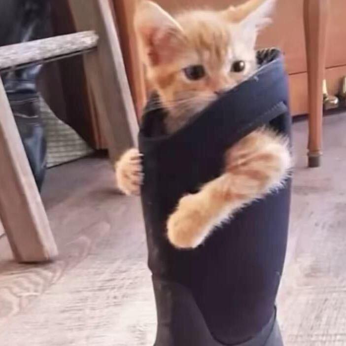 枫叶