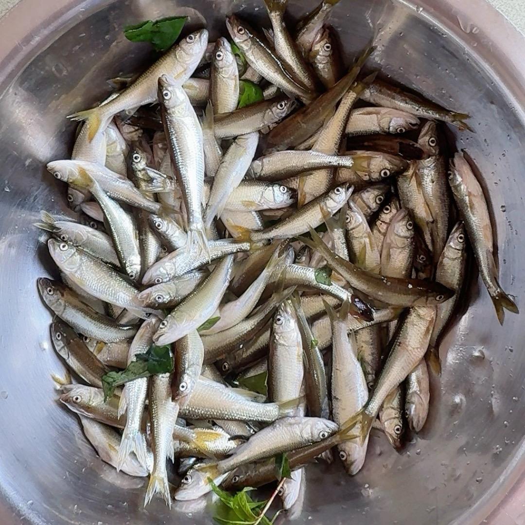 陈陈路亚（微物）