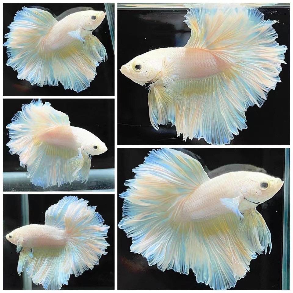 千彩泰斗精选水族店