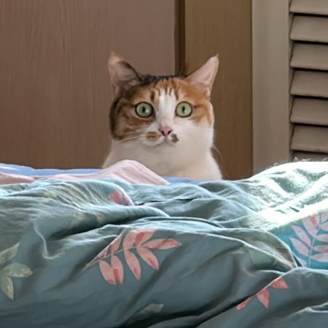 赵·尼古拉斯·镜子