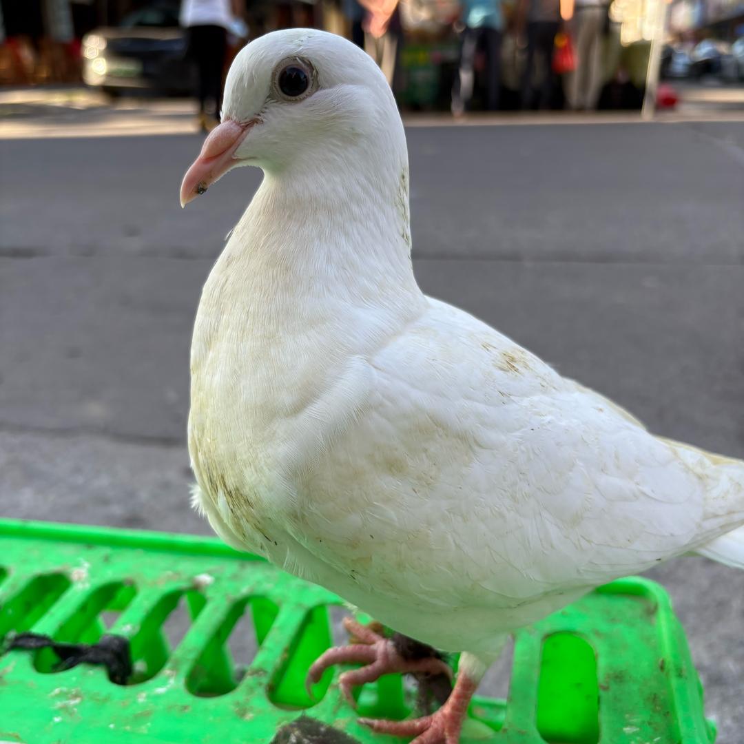 福娣爱鸽子