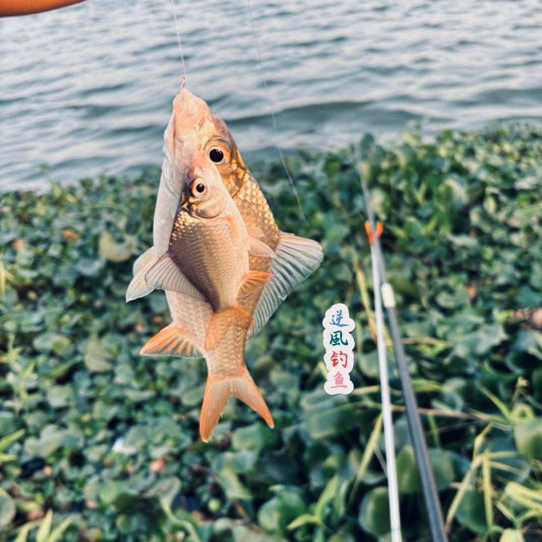 逆風钓鱼