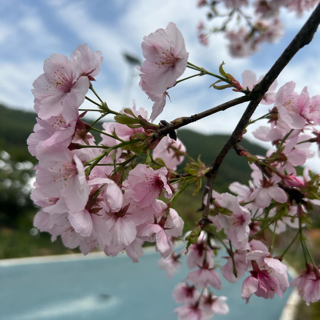 柿💞柿💕如意🎀