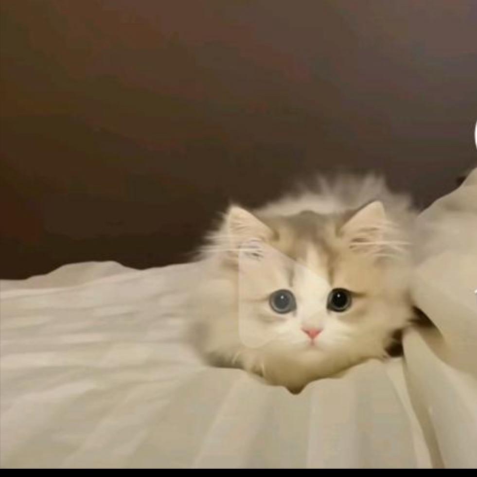🌈🌈🌈🌈萌吉吉的大大