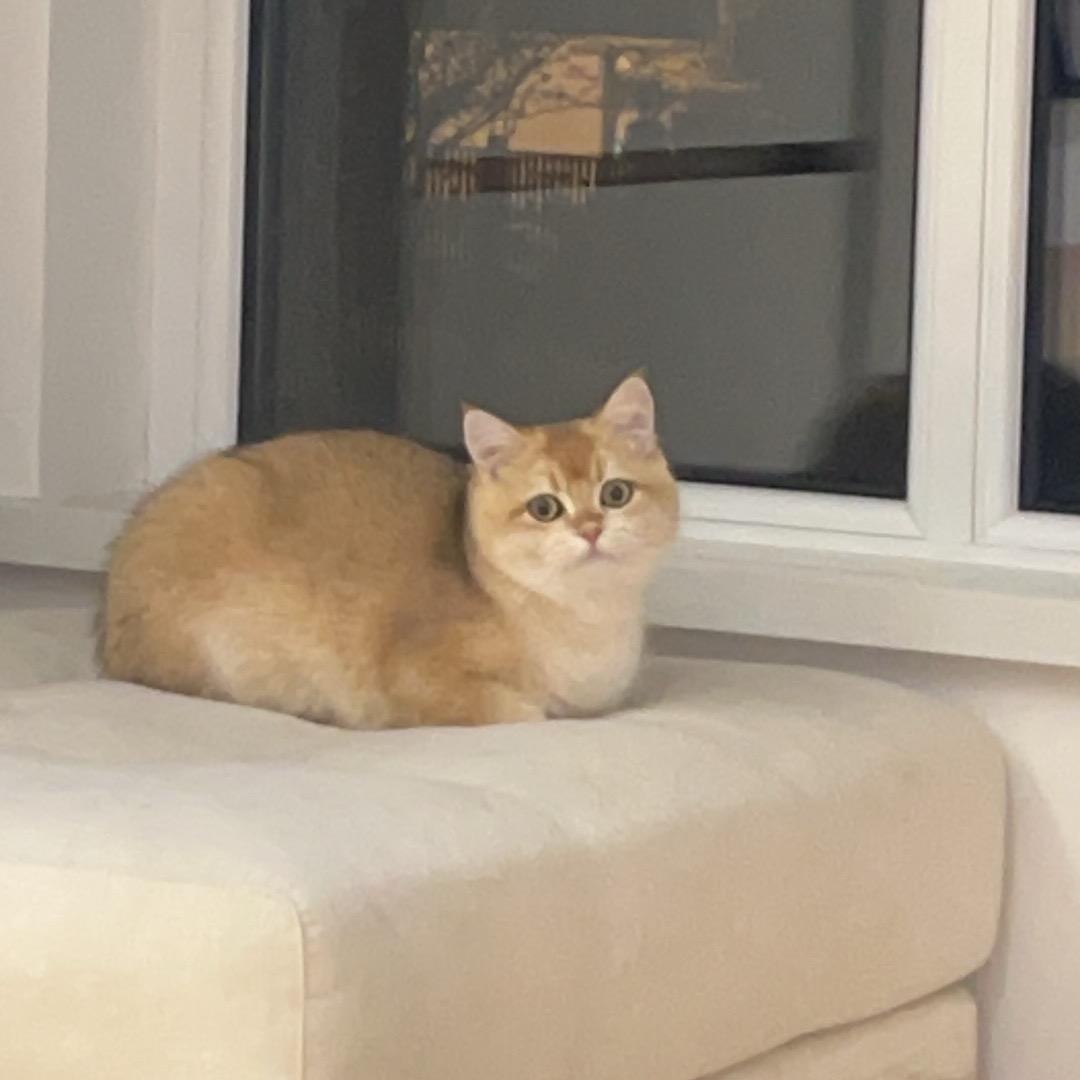 无敌小熊猫p