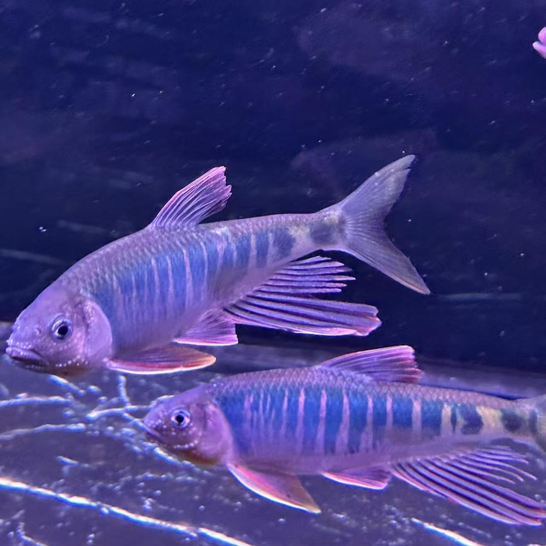 绿谷原生溪流鱼