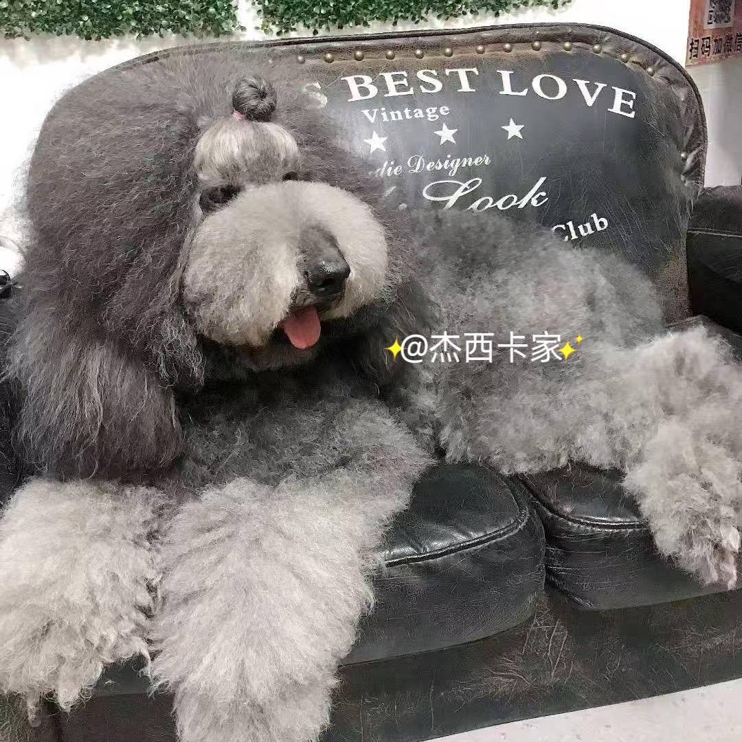 杰西卡巨贵萌宠