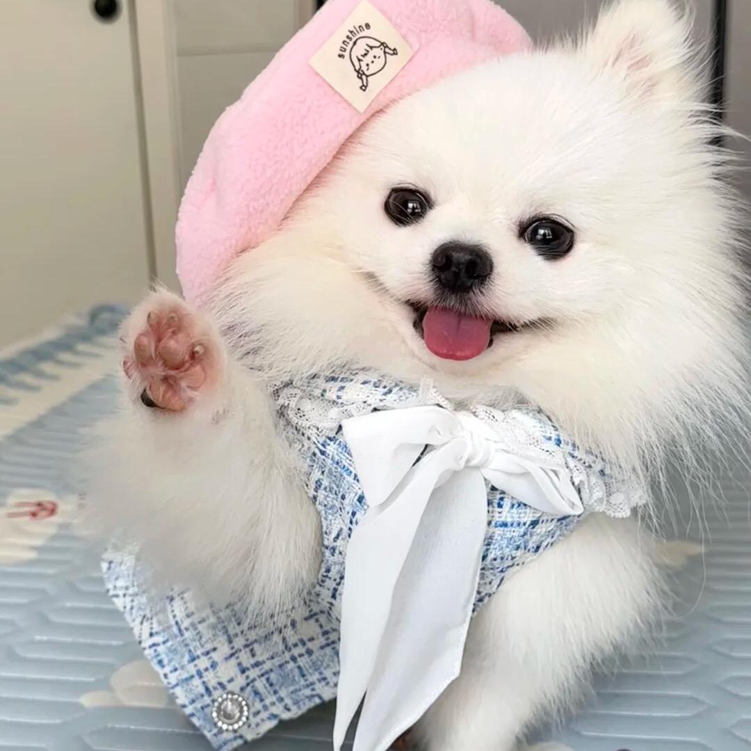 莉莉萌宠（买🐶留薇）