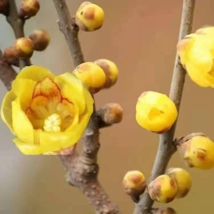 焕景庭院绿化苗木