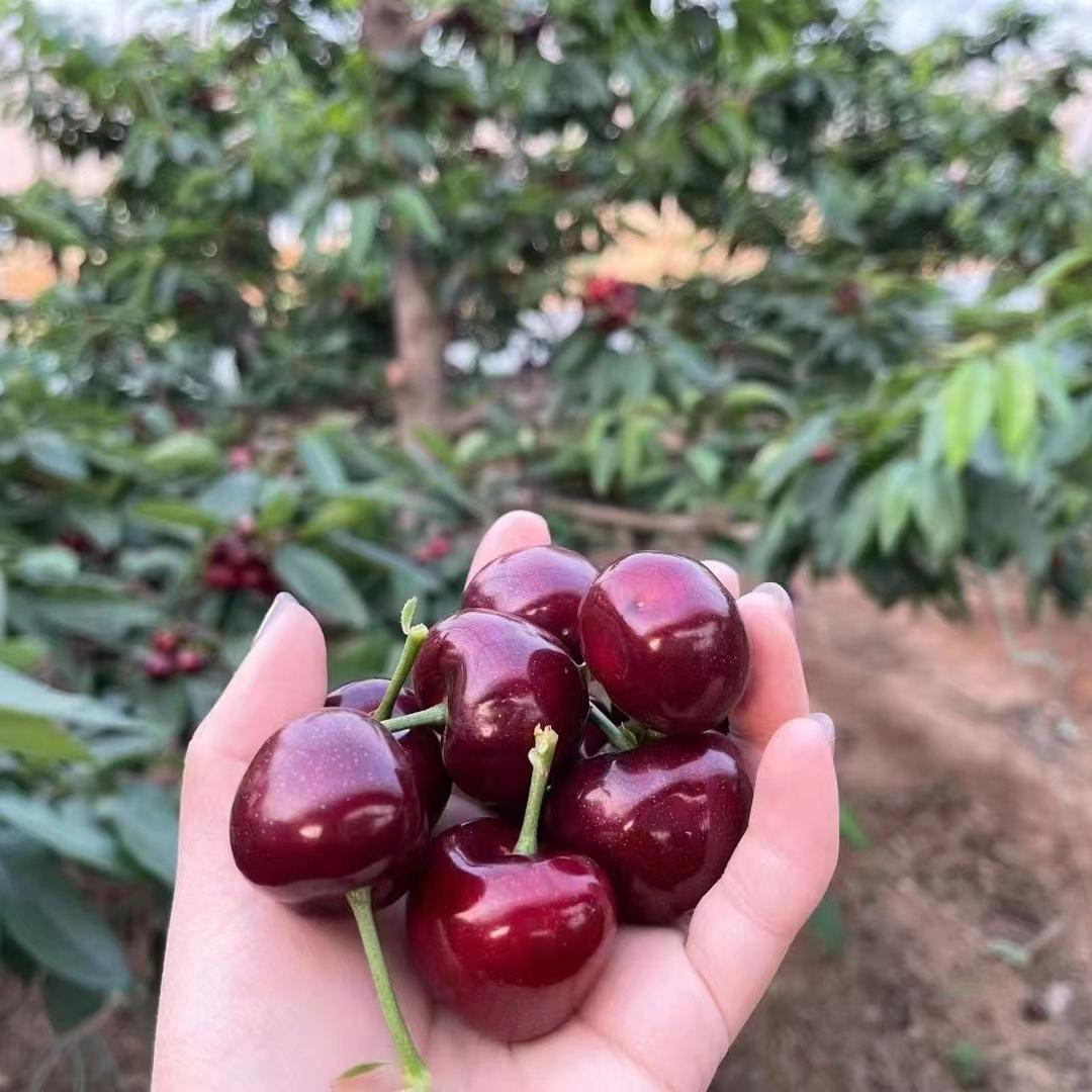 大连壹两生鲜