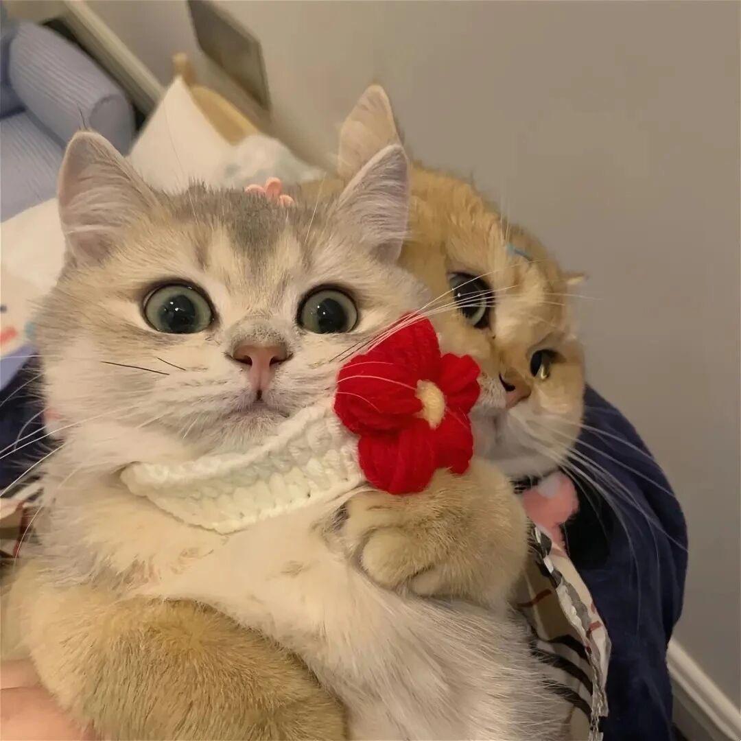 云边有个猫猫店