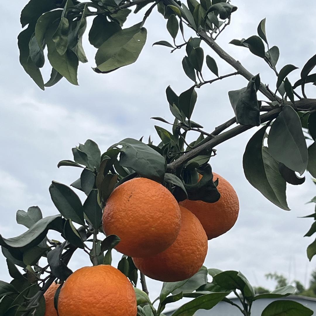 八年爱媛果树橙子