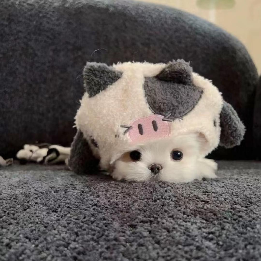 年 ‍ ㅤㅤ