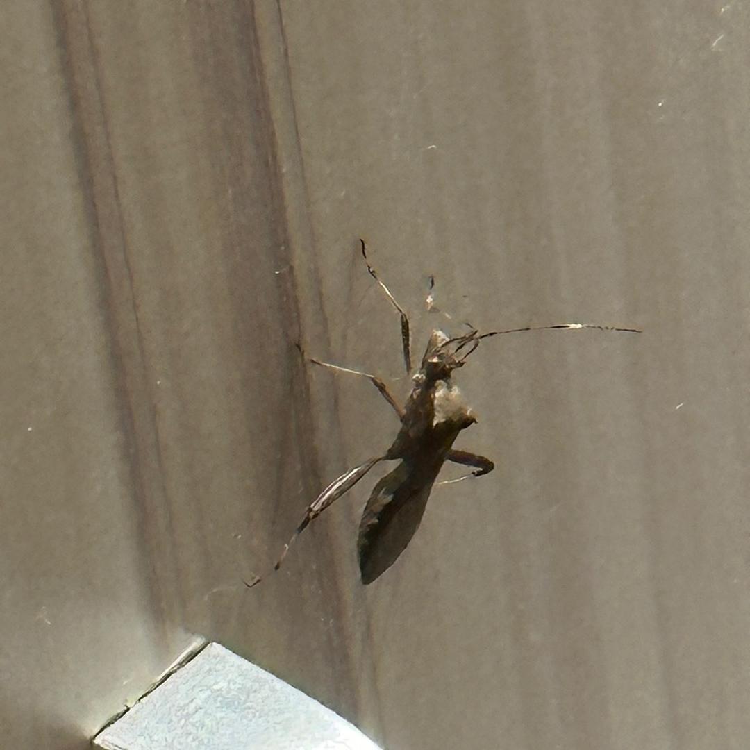 蟑螂恶霸（见过邓紫棋2次版）