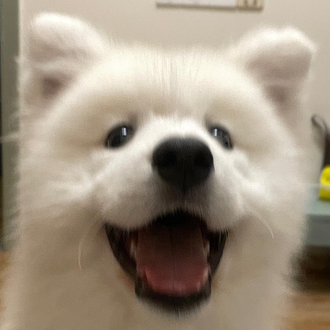 臭屁小狗顺