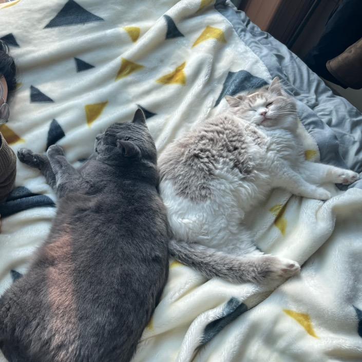 吃一口四喜丸子