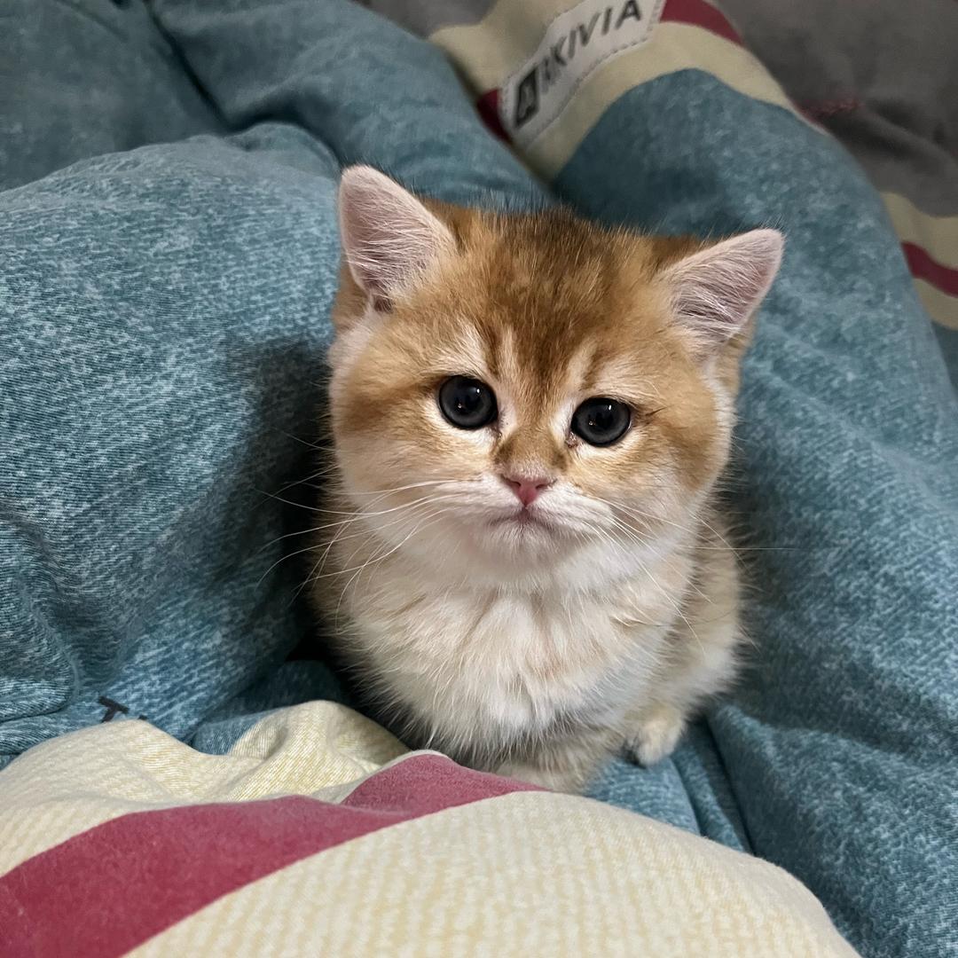 金猫警长