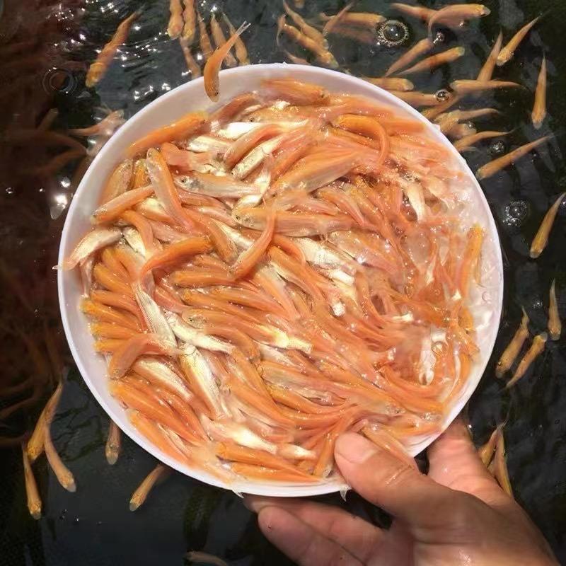 中粤水产1