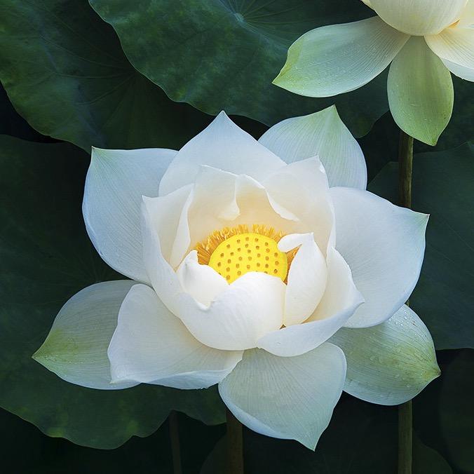 杨微