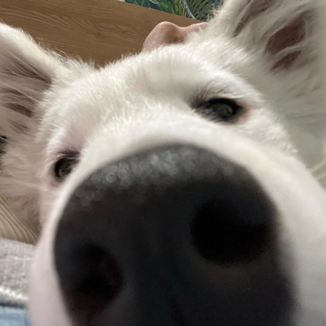 狗熊岭蕉太狼
