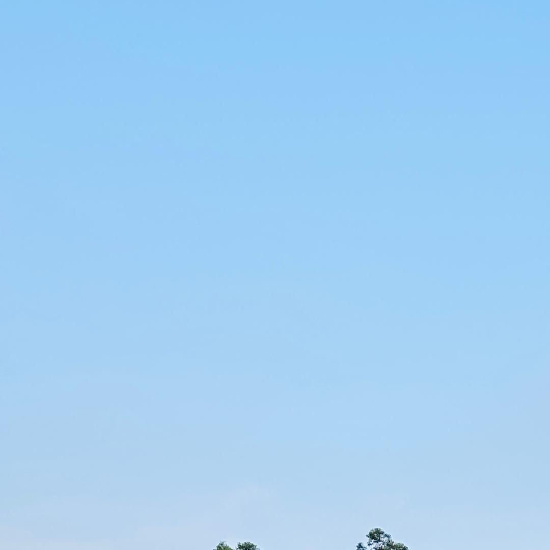 麻雀