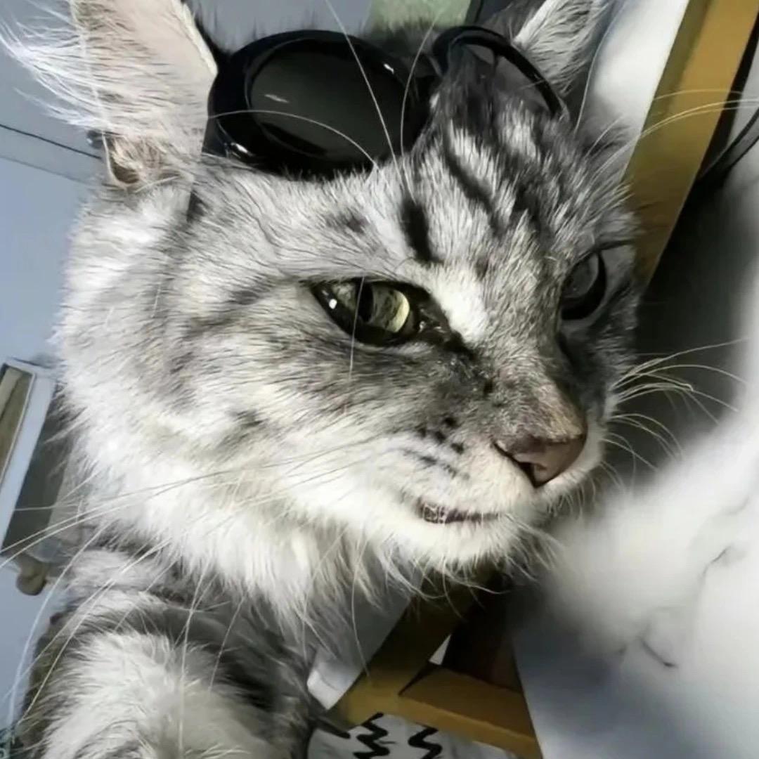🐱🐱🐱
