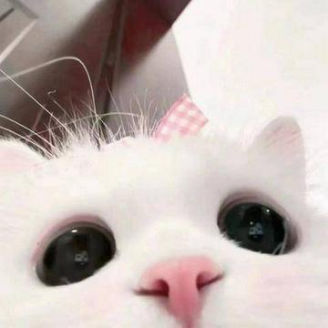 斯淇