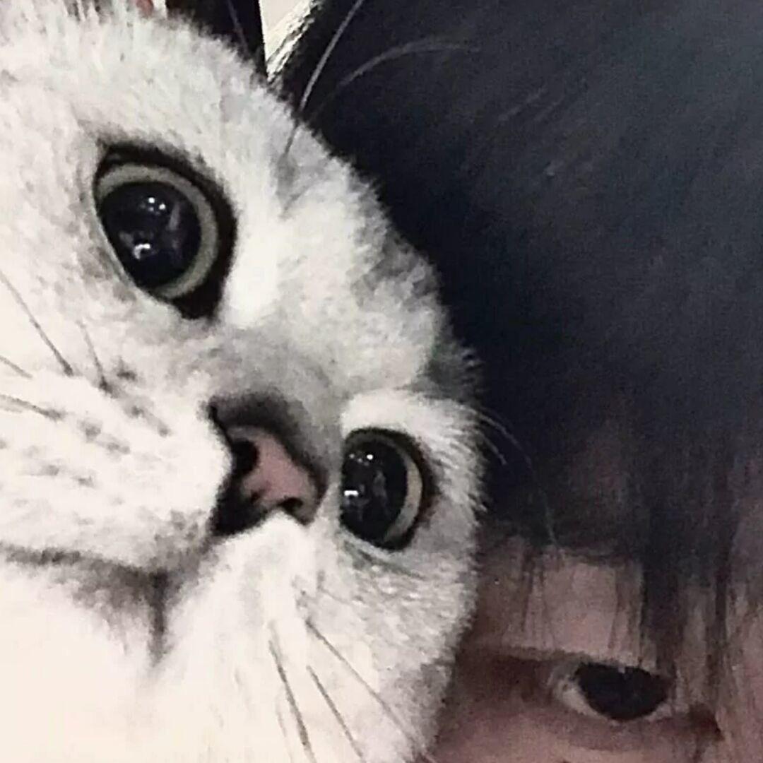小猪
