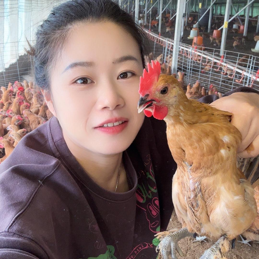 苗妹土鸡养殖