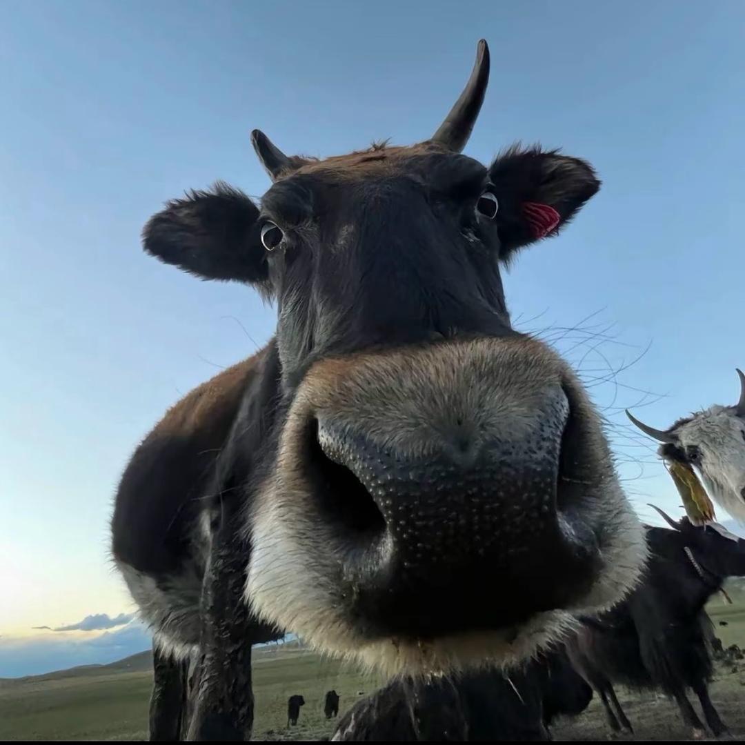 铁小牛设计工作室