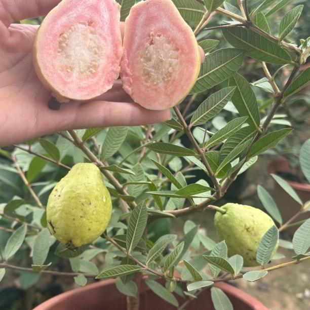 清清绿植园艺