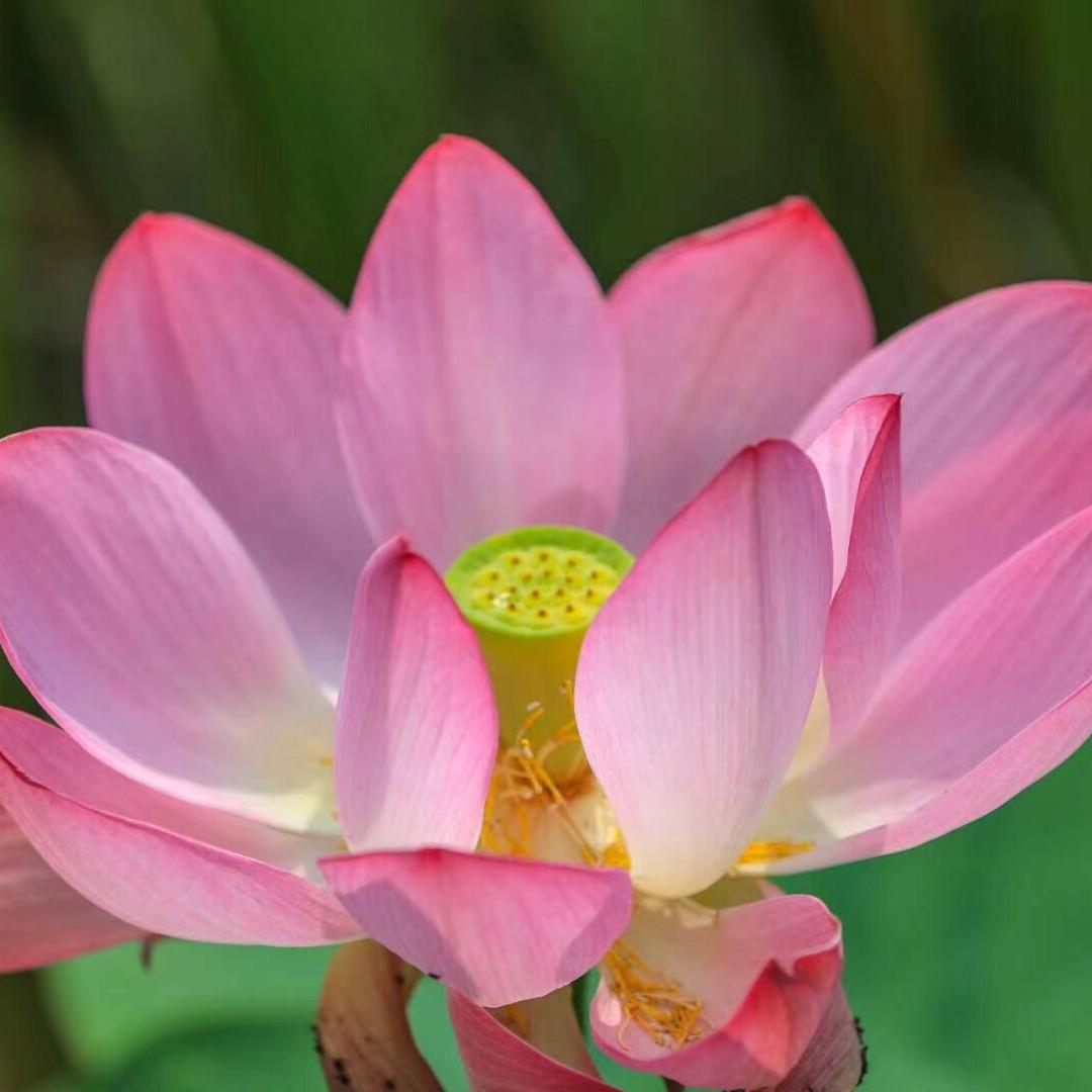 搬砖小蜜蜂