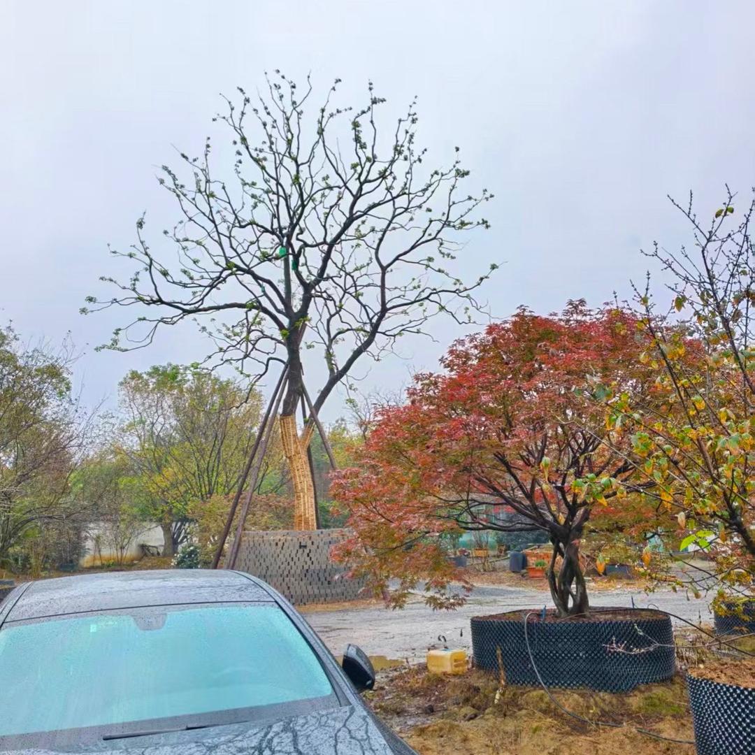 燕子苗木种植园