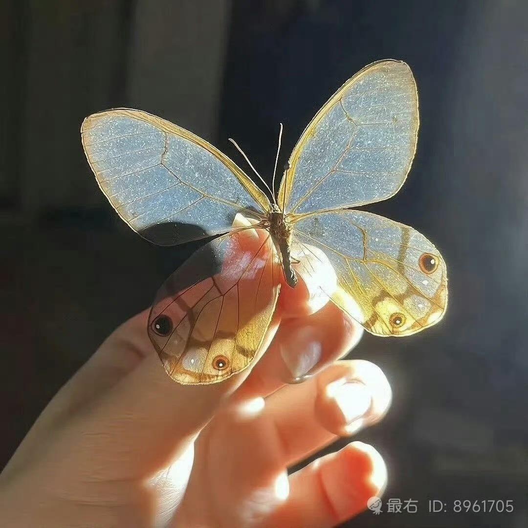 飞天小女侠（已卸载）