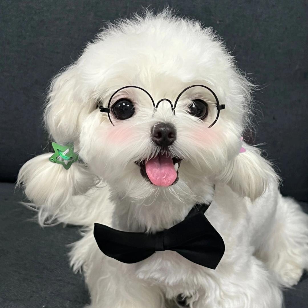 一只小白