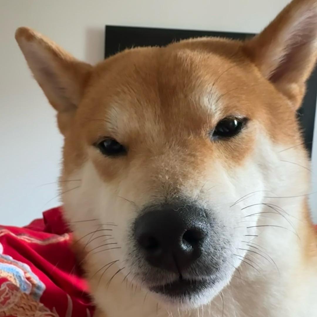 瓦达西瓦jimmy桑