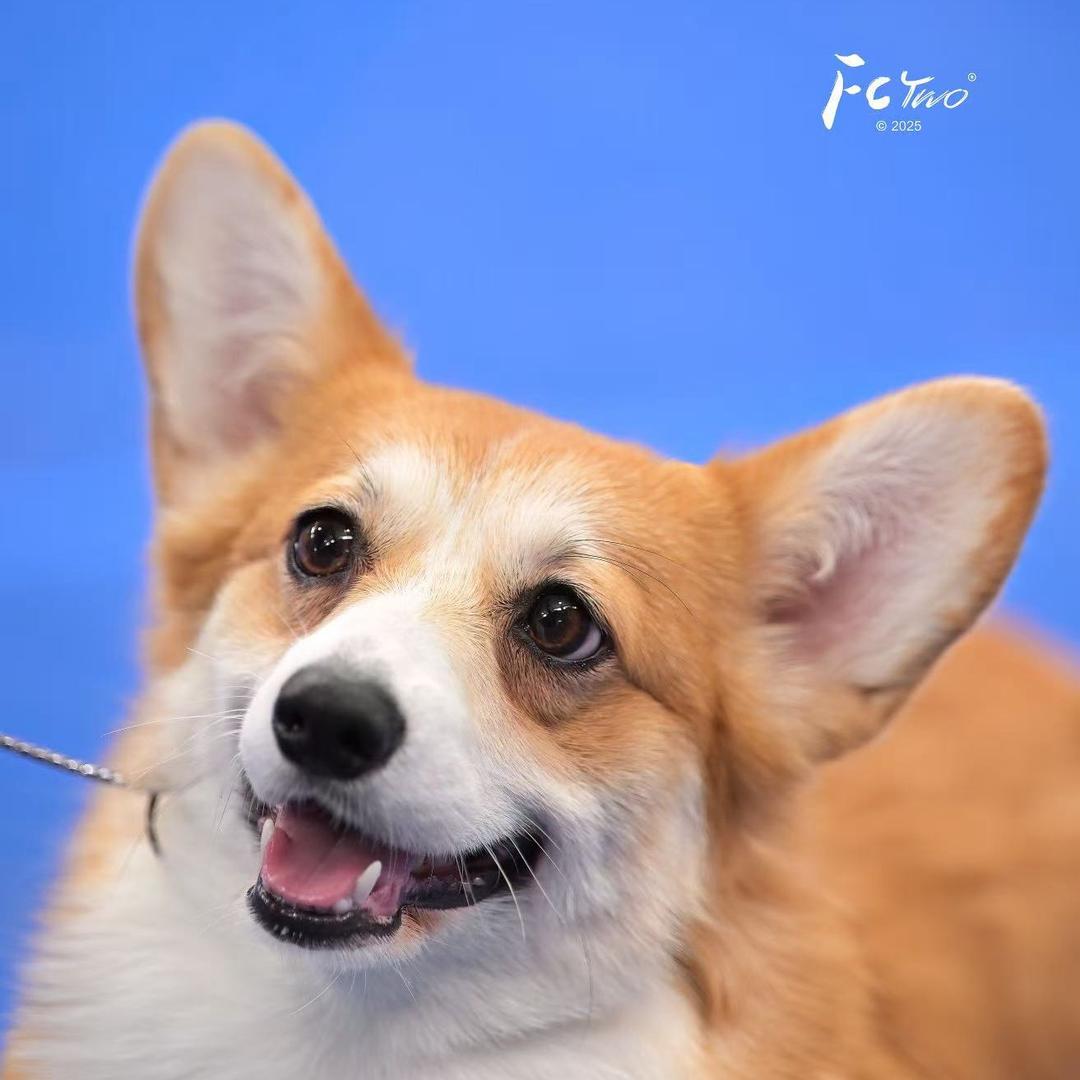 淳雅柯基犬舍（CKU)