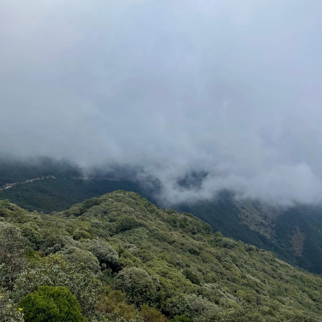 小麦叮