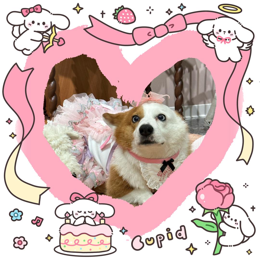 楠朋友的宠物店