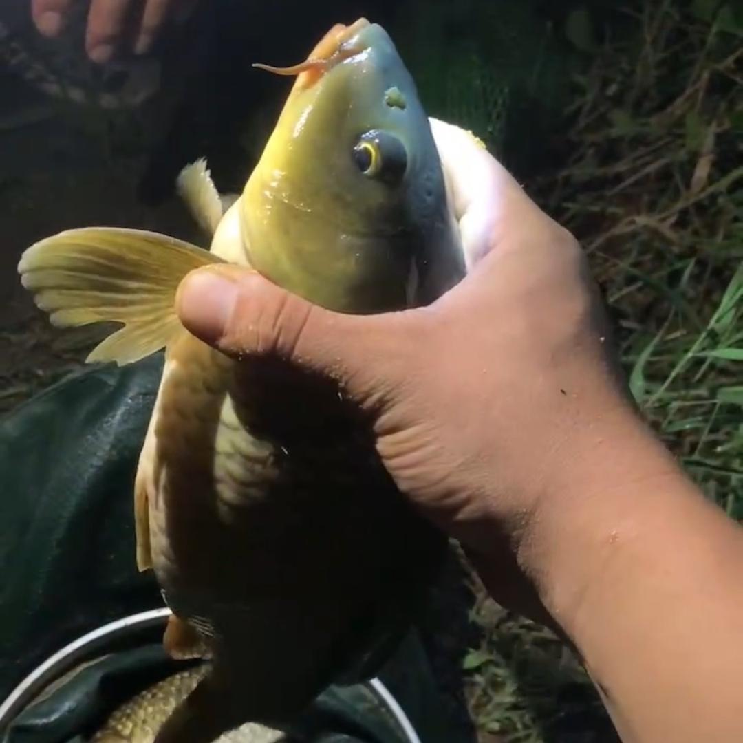大先森