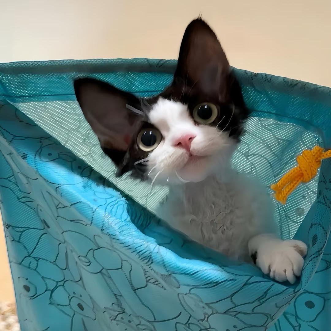 李李