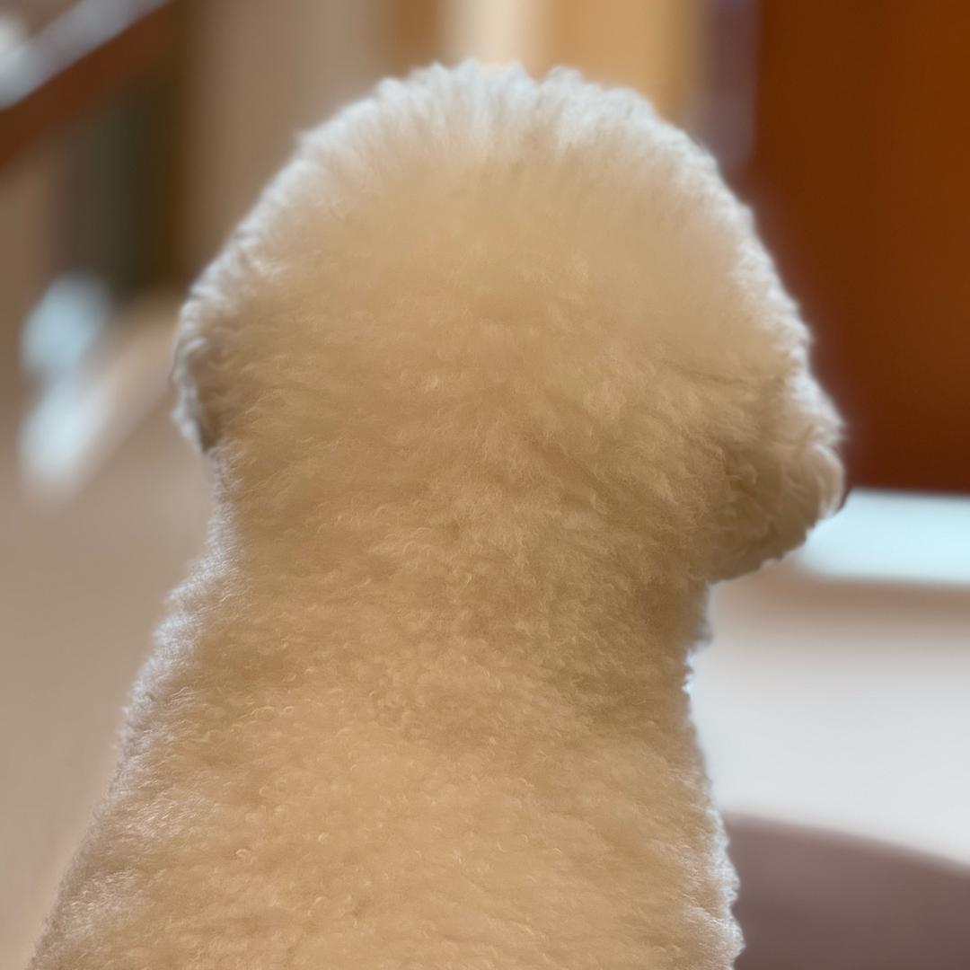 Olivia的波霸珍珠奶茶