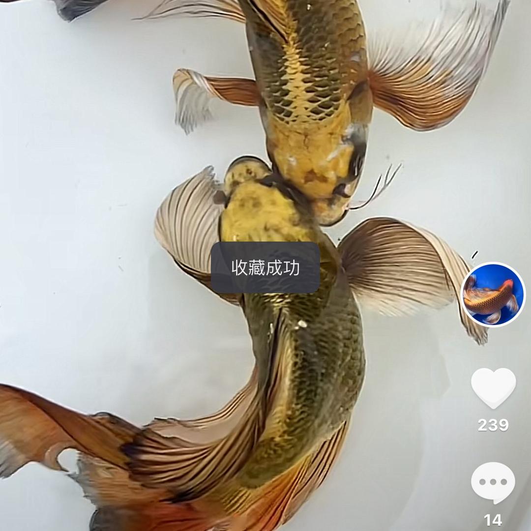 如小果