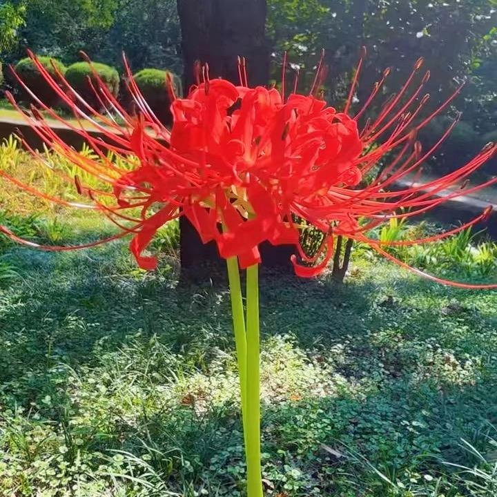 彼岸花👱🏻‍♀️