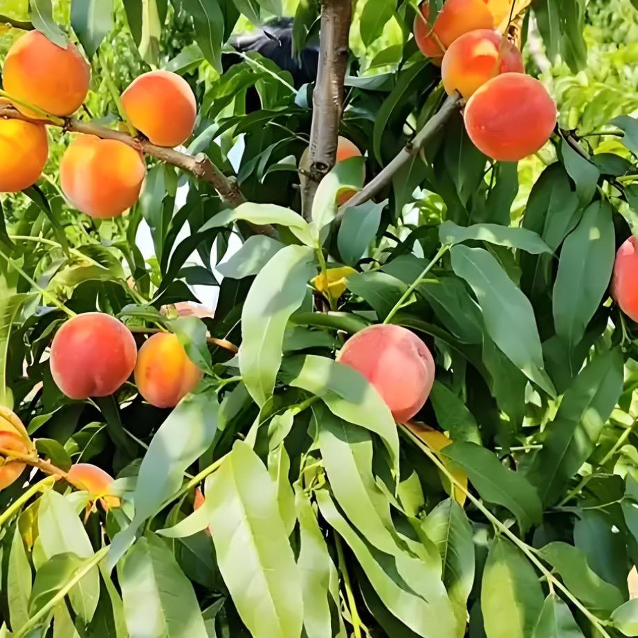 零六壹柒小铺