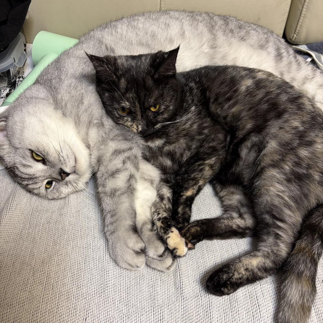 冰果板栗栗栗栗～