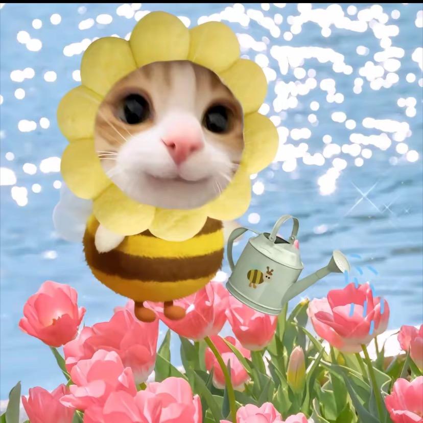 会上树的fish