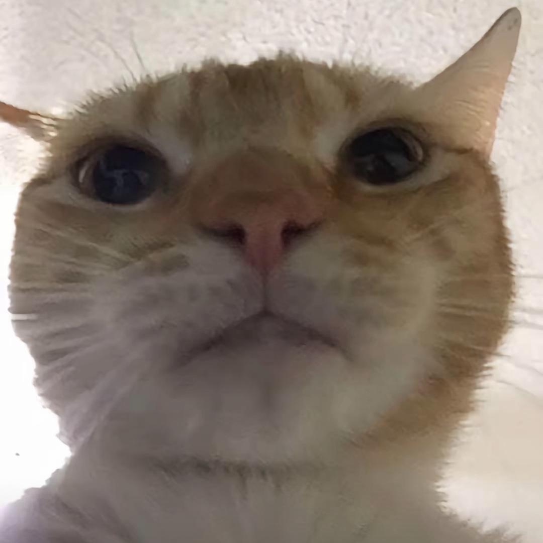 小G蛋🅥
